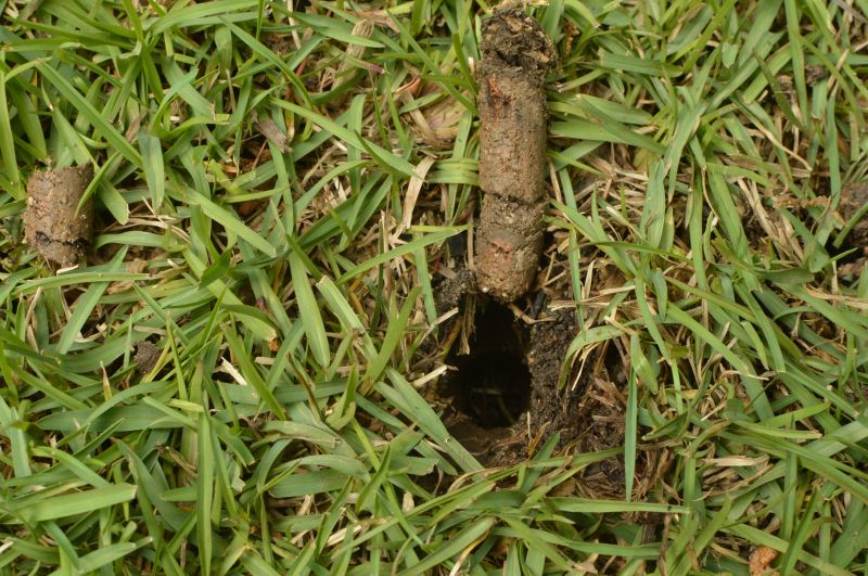 Close-up of Soil Preparation
